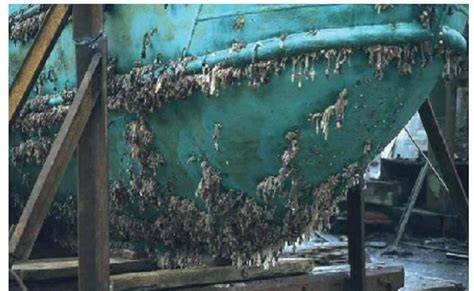 Effects of biofouling development on drag forces of hull … - raincitystudios.com