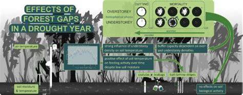 Effects of canopy gaps on microclimate, soil biological activity and ... - raincitystudios.com