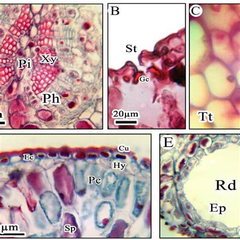 Effects of decomposed leaf litter mixtures from Platycladus orientalis ... - raincitystudios.com