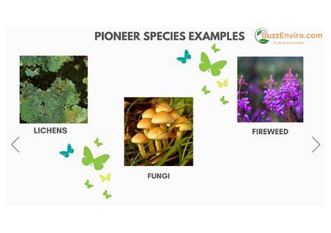 Effects of different pioneer and exotic species on the changes of ... - raincitystudios.com