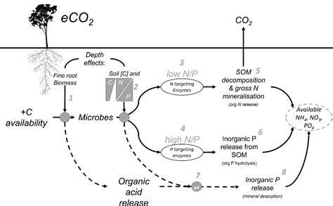 Effects of Elevated Atmospheric CO(2) on Rhizosphere Soil Microbial ... - raincitystudios.com