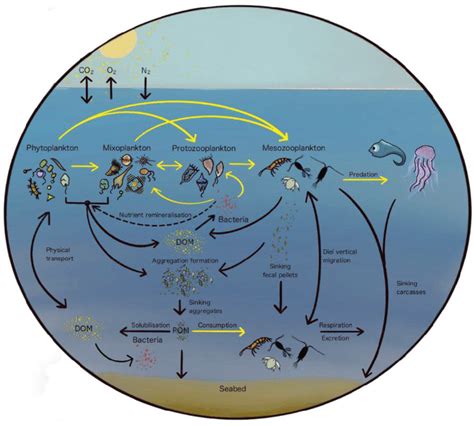 Effects of eutrophication on the planktonic food web dynamics of marine ... - muktibox.com