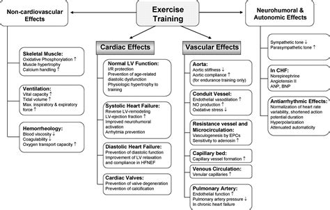 Effects of Exercise Training on Cardiorespiratory Fitness and ... - muktibox.com