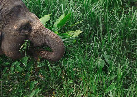 Effects of feeding ensiled mixtures of elephant grass ( - raincitystudios.com
