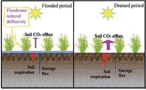 Effects of forest regeneration practices on the flux of soil CO2 after ... - raincitystudios.com