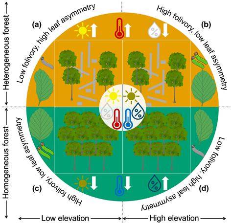 Effects of forest structural and compositional change on forest ... - raincitystudios.com