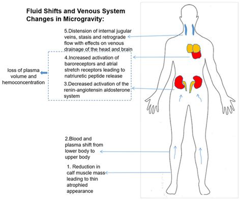 Effects Of Microgravity on the Circulatory System - muktibox.com