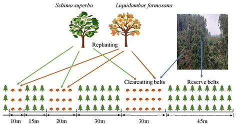 Effects of Strip Clearcutting and Replanting on the Soil Aggregate ... - raincitystudios.com