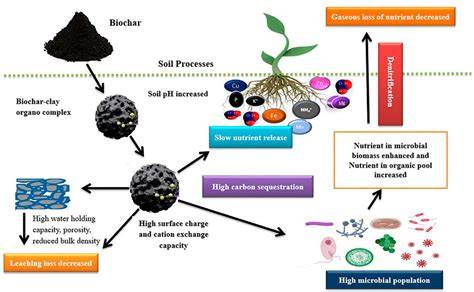 Effects of the application of microbiologically activated bio-based ... - raincitystudios.com