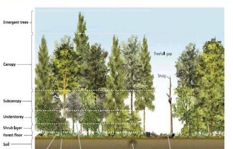 Effects of vertical vegetation layering and canopy closure on ... - raincitystudios.com