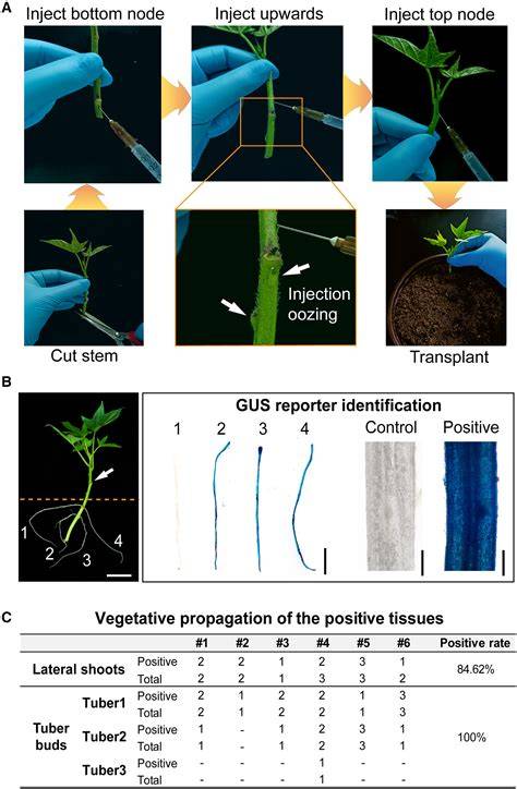 Efficient transformation and regeneration of transgenic plants in ... - raincitystudios.com