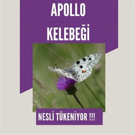 codini.rgarabwor.edu.pl. 