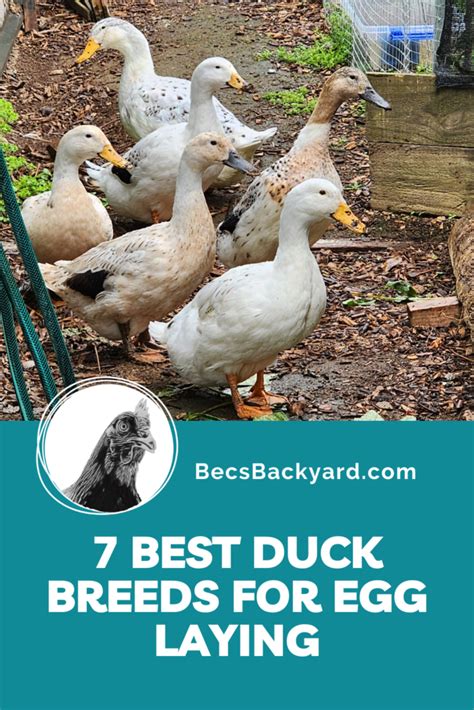 egg laying duck breeds - PoultryWizard - raincitystudios.com