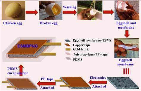 Eggshell membranes as green carriers for ... - Semantic Scholar - raincitystudios.com