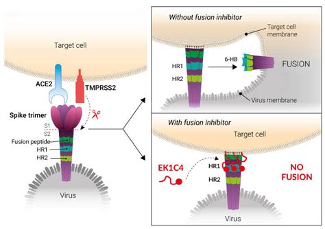 EK1C4 SARS-CoV-2 fusion inhibitor InvivoGen