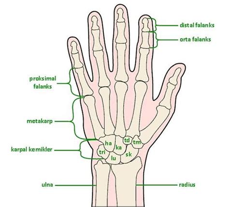 EKLEMLER VE KEMİKLER.