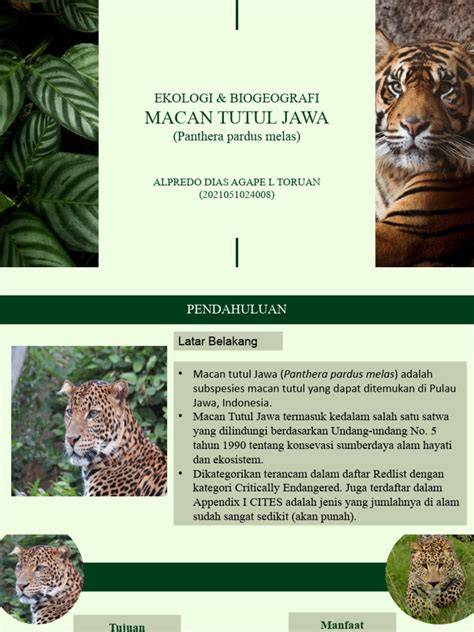 Ekologi dan Konservasi Macan Tutul Jawa | PDF - raincitystudios.com