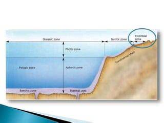 Ekologi intertidal - Wikipedia bahasa Indonesia, ensiklopedia bebas - raincitystudios.com