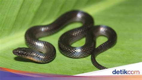 Ekor Ular - muktibox.com
