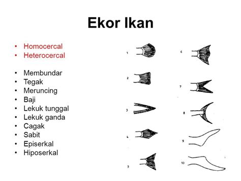 Ekor - Wikiwand - wintechmobiles.com