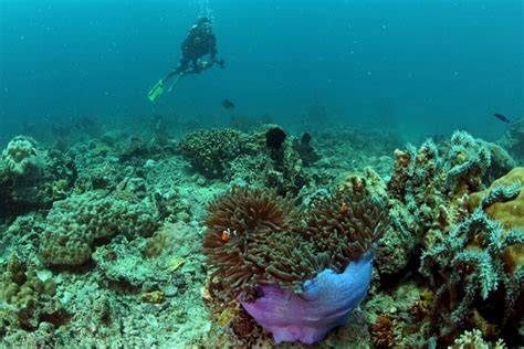 Ekosistem Bawah Laut Makassar Mulai Mengkhawatirkan - raincitystudios.com