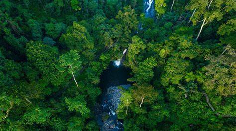 Ekosistem Hutan Hujan Tropis Indonesia - raincitystudios.com