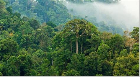 Ekosistem Hutan Hujan Tropis - muktibox.com