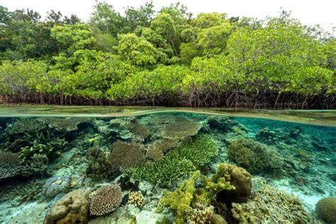 Ekosistem Laut dan Masyarakat Pesisir Masih Hadapi Berbagai - raincitystudios.com
