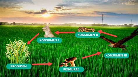 Ekosistem Padi dan Sawah - Jagat Satwa Nusantara - muktibox.com