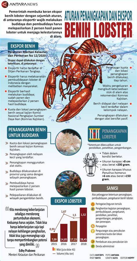 Ekspor Benih Lobster Dilarang, tapi Masih Boleh ... - detikFinance - raincitystudios.com