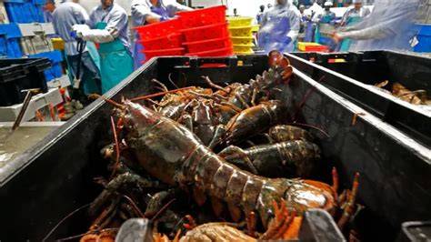 Ekspor Benih Lobster Segera Dibuka - Kompas - raincitystudios.com