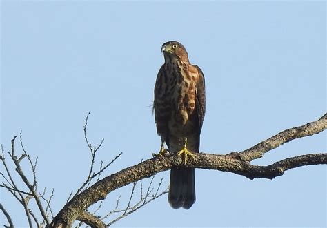 Elang-alap jambul - Wikiwand - wintechmobiles.com