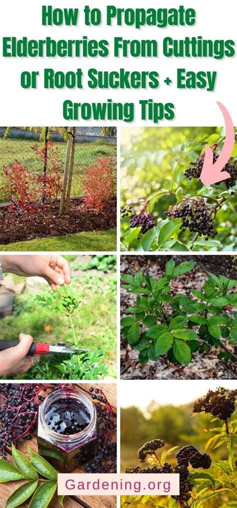 Elderberry Propagation - How And When To Take … - raincitystudios.com