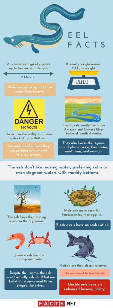 Electric Eel Facts - muktibox.com