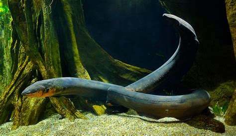 Electric Eels | Facts, Habitat & Voltage - muktibox.com