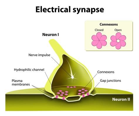 Electrical synapse - muktibox.com