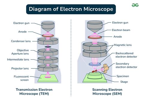 Electron Microscope: Principle, Types, Uses, Labeled … - wintechmobiles.com