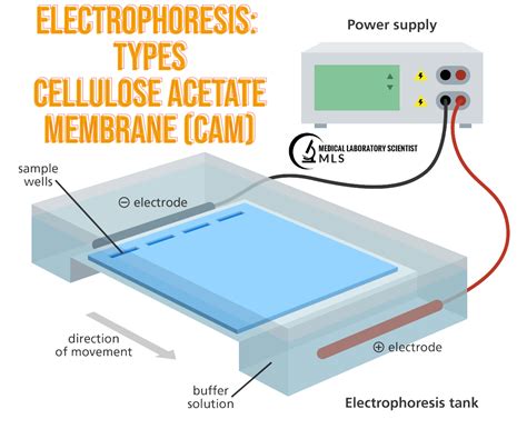 Electrophoresis | Ask A Biologist - wintechmobiles.com