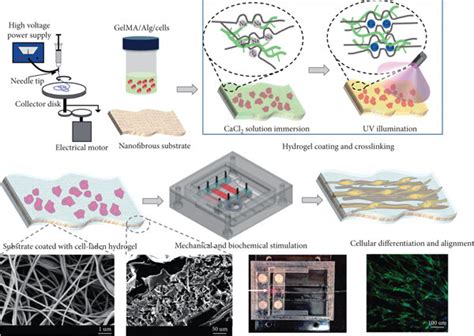 Electrospun PLLA Nanofiber Coating of Scaffolds for Applications in ... - wintechmobiles.com