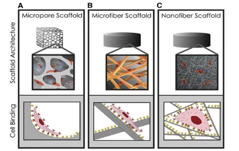 Electrospun Polycaprolactone Nanofiber Scaffolds for Tissue Engineering - wintechmobiles.com