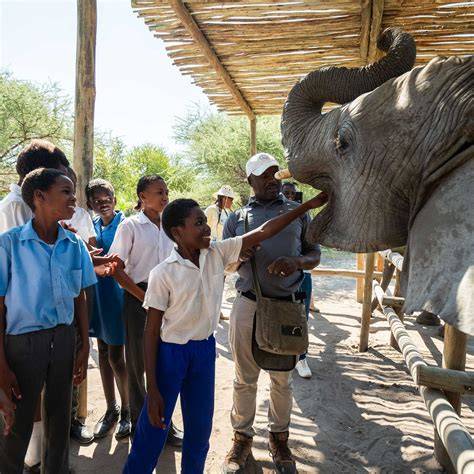 Elephant Havens Wildlife Foundation | Protect and … - raincitystudios.com