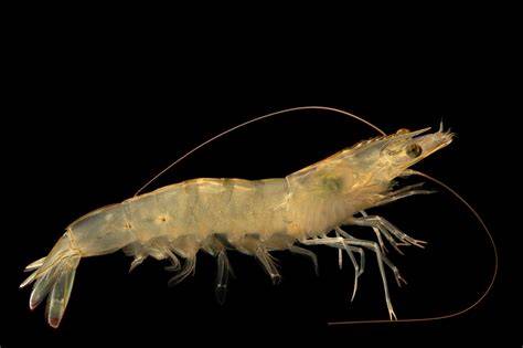 ELEVIA FOR WHITELEG SHRIMP - Skretting - raincitystudios.com
