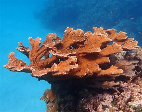 Elkhorn Coral - NOAA Fisheries - wintechmobiles.com