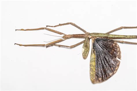 Elusive giant stick insect species discovered in rainforests of Far ... - muktibox.com