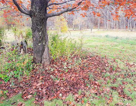 Embracing Leaf Litter in Your Garden - Sustainable … - raincitystudios.com