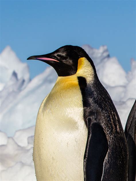 Emperor penguin - muktibox.com