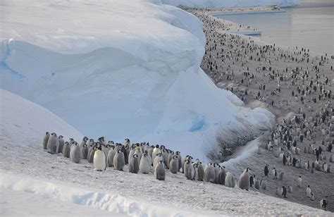 Emperor penguins and climate change - Nature - muktibox.com