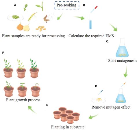 EMS Mutagenesis of Arabidopsis Seeds - PubMed