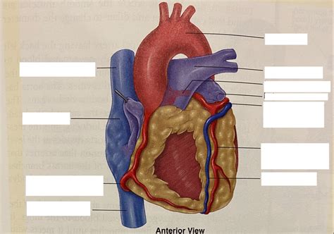 EMT heart diagram Diagram Quizlet