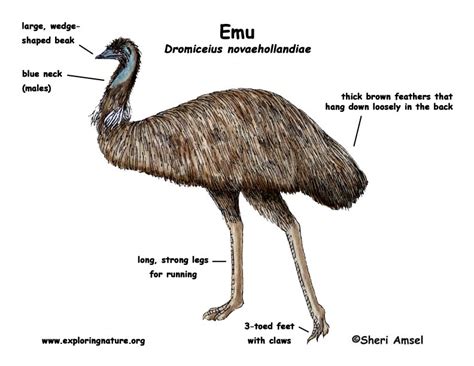 EMUS - Definition by AcronymFinder